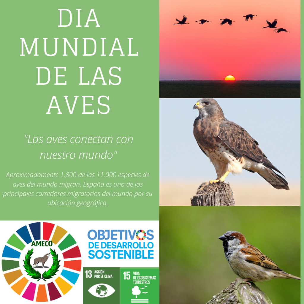 Día Mundial De Las Aves Migratorias Andújar Comunicación